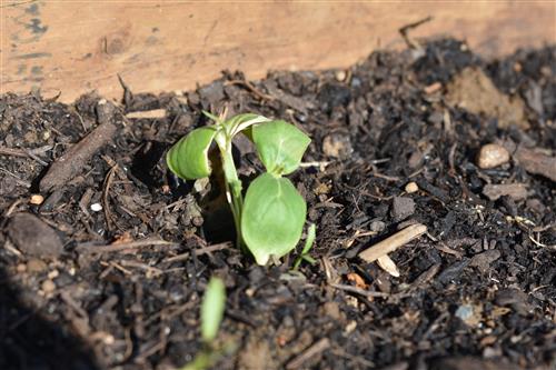 Week 3 Cucumber 